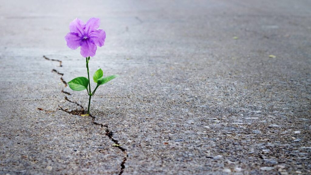 immagine fiore coraggio